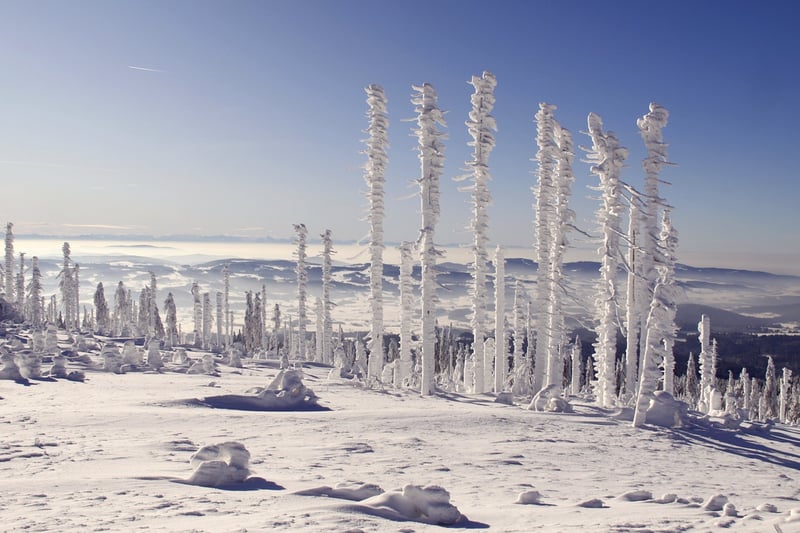 Magic Forests