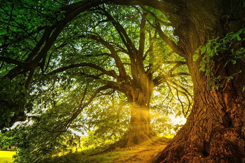 Twilight Haven Arboretum